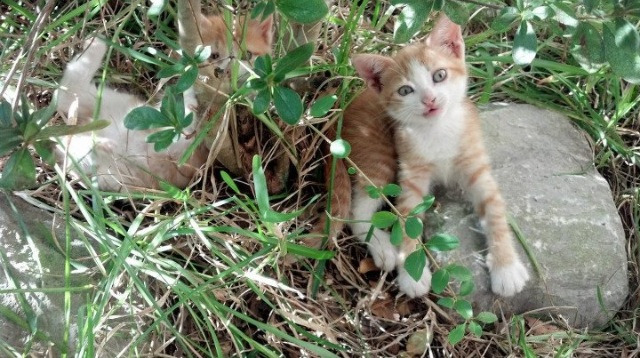 华体会体育-剑影下的绝杀者，意甲焦点战之夜，弗拉霍维奇如何改写比赛剧本  第1张